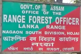 dumper seized by forest department of lanka hojai assam etv bharat news