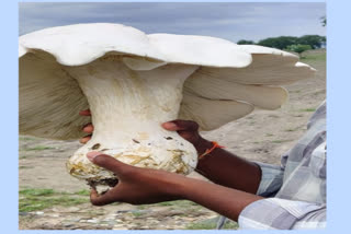 huge mushroom was seen in kadapa district