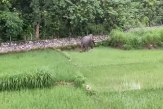 elephant in village