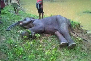 58 elephants died in Odisha in last eight months