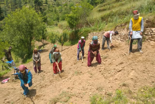 MNREGA in Himachal