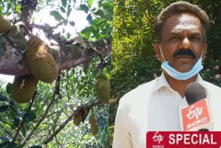 kollihills farmers struggle  நாமக்கல் மாவட்டச் செய்திகள்  கொல்லி மலை பலா விவசாயி  மரங்களில் அழுகும் பலா  கொல்லி மலை பலாப்பழங்கள்  kollihills jack fruit