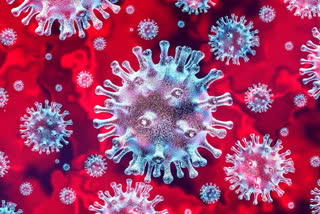 coronavirus in positive in solan