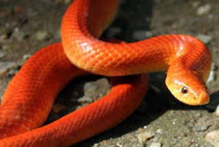 Rare Red Coral Kukri Snake Rescued in Uttarakhand