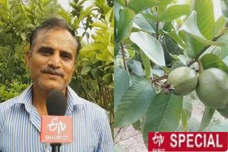 guava farmer  விருதுநகர் மாவட்டச் செய்திகல்  மல்லாங்கிணறு விவசாயி  மல்லாங்கிணறு இயற்கை விவசாயி  virudhungar district news