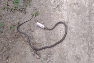 snake caught in beer Bottle