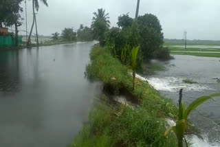 heavy rain in kuttanad  kuttanad news  കുട്ടനാട് വാര്‍ത്തകള്‍  മഴ വാര്‍ത്തകള്‍  കുട്ടനാട്ടില്‍ മടവീഴ്‌ച