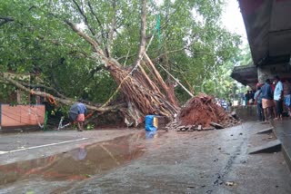 tree fell down  pathanamthitta news  പഴയകാവ്  പേരാല്‍ കടപുഴകി  തിരുവല്ല വാര്‍ത്തകള്‍