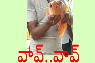 golf fish in guntur