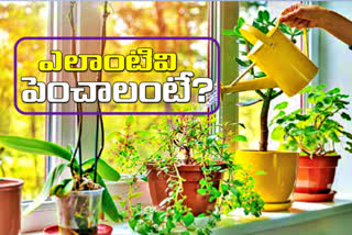 What kind of plants should be grown in home