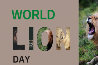 World Lion day ,National Geographic Big Cats Initiative