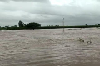 Reduced rainfall in Maharashtra: Krishna River inflow crossed 150,000 cusecs