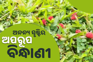 ଧରାପୃଷ୍ଠରୁ ହଜିଯିବାକୁ ବସିଛି ନାଲି ଟୁକୁଟୁକୁ ସାଧବ ବୋହୂ !