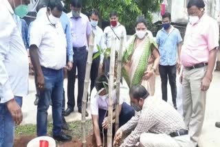 Plantation in old samaharanalay pakur