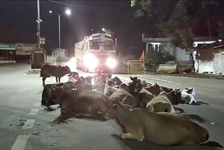 cows die due to road accidents in Kasdol block of Balodabazar