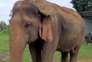 Vatsala, oldest elephant in Panna