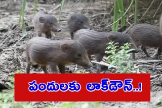 Pygmy hogs - the world's smallest and rarest wild pig - are under a virus lockdown.