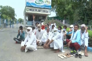 farmers protest against vita milk plant administration for payment in sirsa