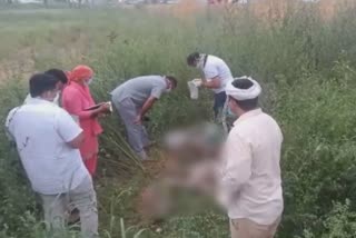 rohtak woman dead body found