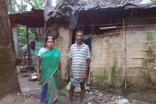 Poor families live in Cowshe's  environment at Nalbari