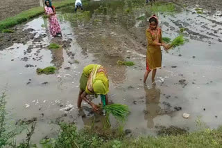મહીસાગરમાં વરસાદ થતાં ખેડૂતોએ ડાંગરની રોપણી શરુ કરી
