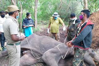 கோவை மாவட்டச் செய்திகள்  கோவை யானை மரணம்  குரோனிக் பாய்சன்  elephant death  covai elephant death  chronic poison