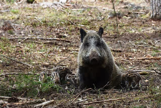 One killed in wild boar attack in Assam