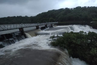 Two gates of Radhanagari dam opened