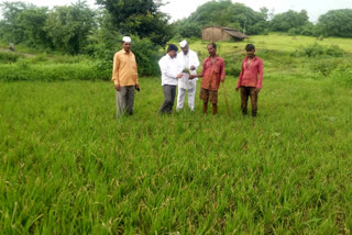 outbreak-of-karpa-on-paddy-