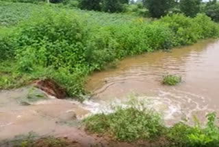 kaleswaram sub canal leakage and crop floting in water