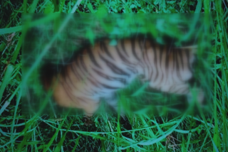 दुधवा टाइगर रिजर्व में मिला बाघ का शव
