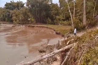 brahmaputra erosion at bihpuria