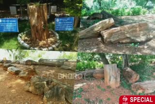 villupuram people request to renovate the National Fossil Wood Park