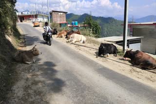 Cowshed built in Karsog for destitute animals