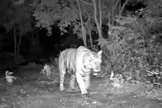 tiger-captured-in-forest-department-cc-camera