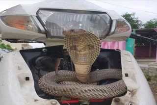 Rescue of cobra