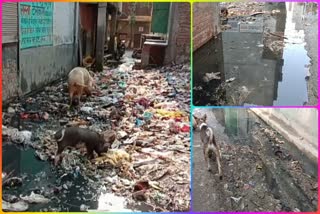 Cleaning is not being done in Gauri Shankar Enclave of Kirari Assembly