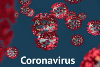 coronavirus positive in kangra