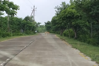 Tiger found roaming near private school