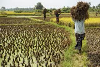 paddy crop leaving farmers benefit