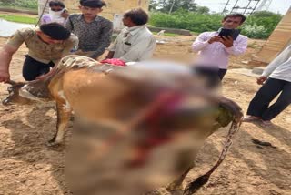 cow dynasty badly injured,  cow dynasty badly injured in jodhpur