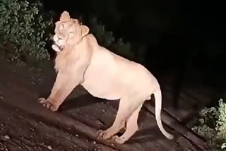 lion roaring