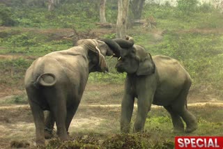 Man-Elephant conflict