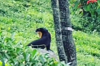 Video of the rare animal goes viral on social Media