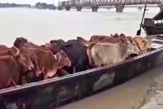 A large number of cattle were seized in Golakganj Dhubri assam etv bharat news