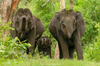 elephant with cub