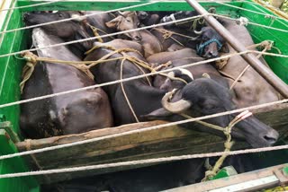 una police found  buffaloes during Smuggling