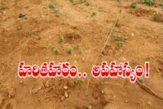 neglegency in harithaharam programme in nalgonda district