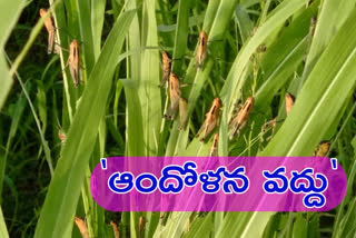 Agricultural officers inspect to crops in ellampalle kadapa district