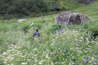 polygonum-is-harming-the-valley-of-flowers